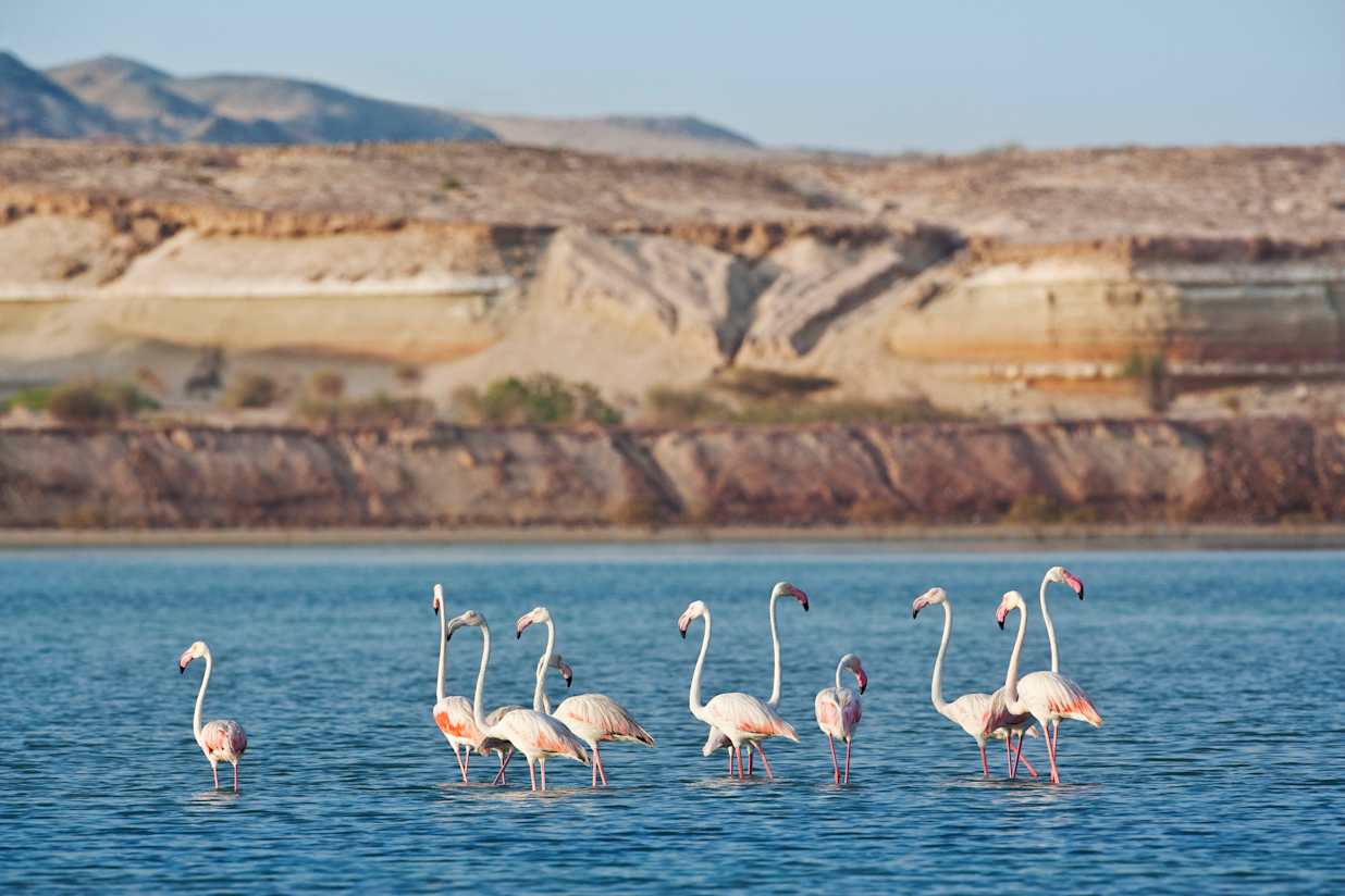 Sir Bani Yas MSC Cruises